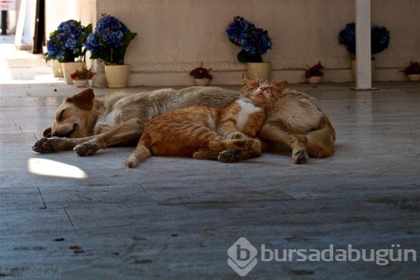 Kedi - köpek sevgisi şaşırtıyor