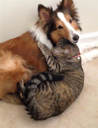 Kedi - köpek sevgisi şaşırtıyor