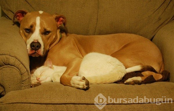 Kedi - köpek sevgisi şaşırtıyor
