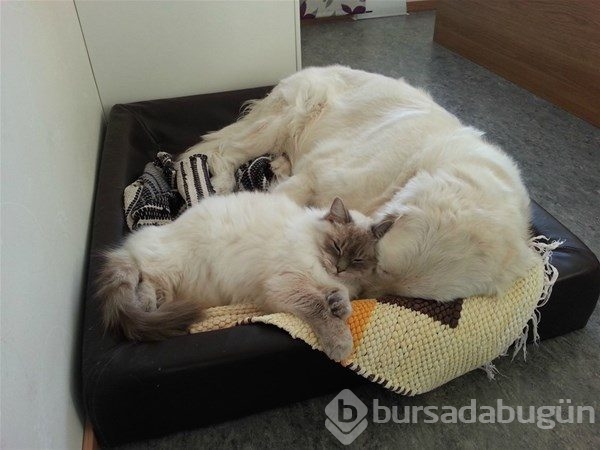 Kedi - köpek sevgisi şaşırtıyor