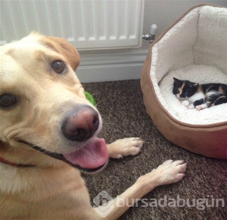 Kedi - köpek sevgisi şaşırtıyor