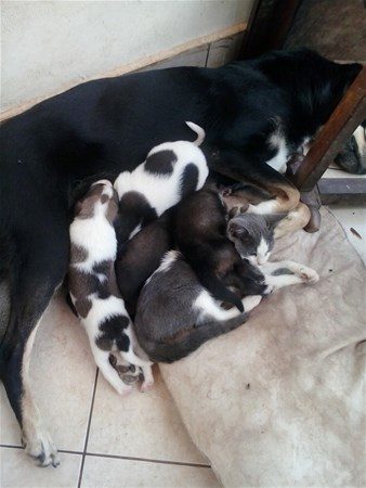 Kedi - köpek sevgisi şaşırtıyor