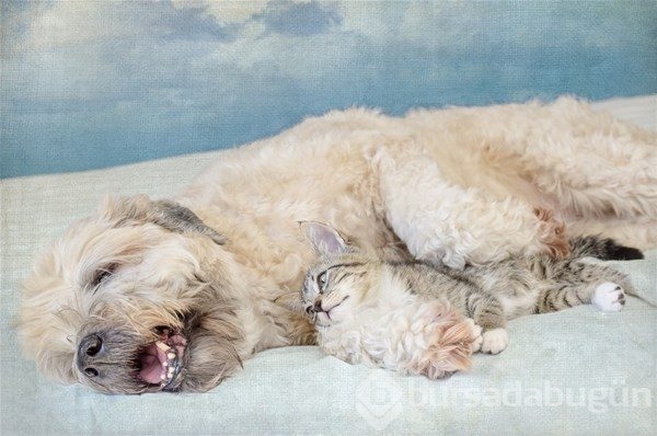 Kedi - köpek sevgisi şaşırtıyor