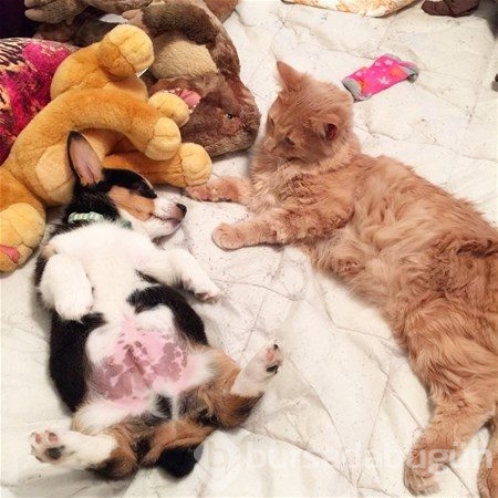Kedi - köpek sevgisi şaşırtıyor
