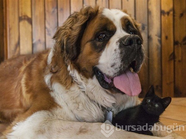 Kedi - köpek sevgisi şaşırtıyor