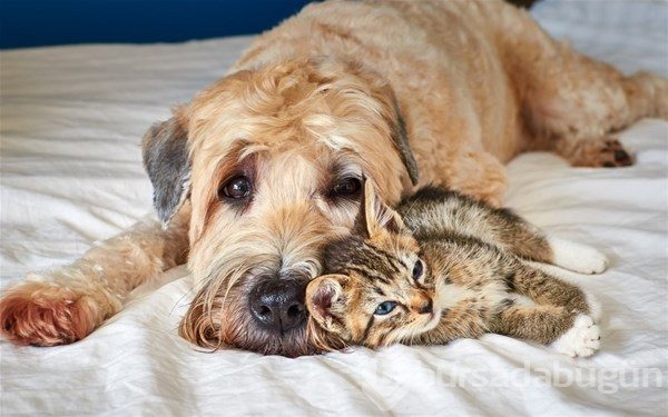 Kedi - köpek sevgisi şaşırtıyor