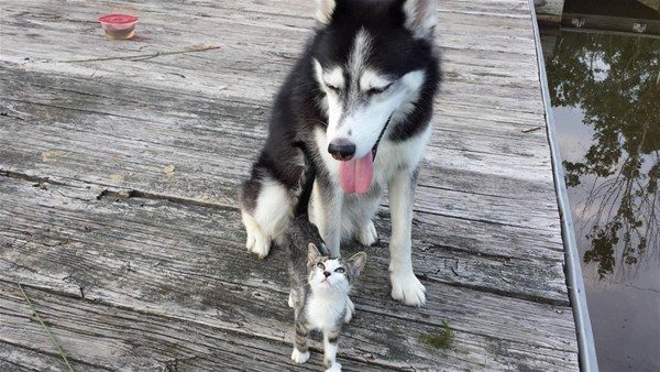 Kedi - köpek sevgisi şaşırtıyor