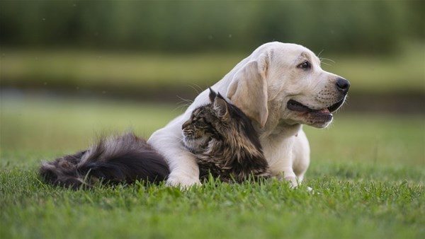 Kedi - köpek sevgisi şaşırtıyor
