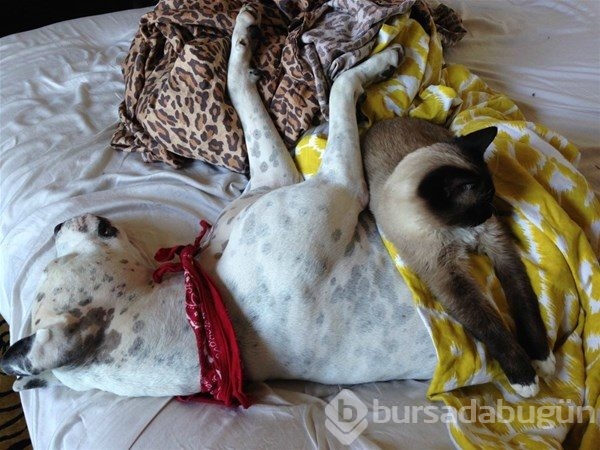 Kedi - köpek sevgisi şaşırtıyor