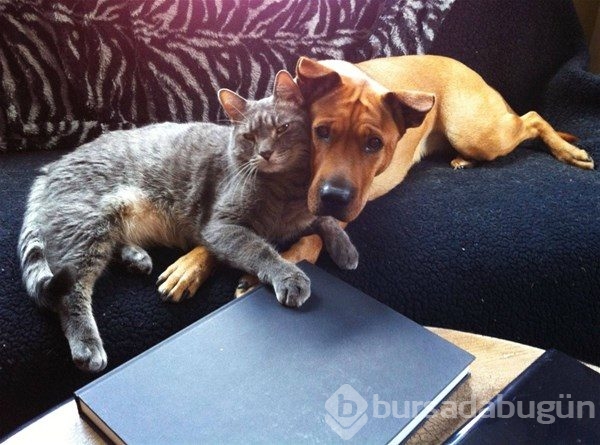 Kedi - köpek sevgisi şaşırtıyor