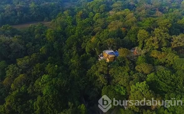 Satın aldıkları arazi yağmur ormanına dönüştü!
