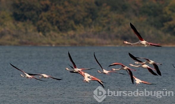 Flamingolar Türkiye'yi sevdi