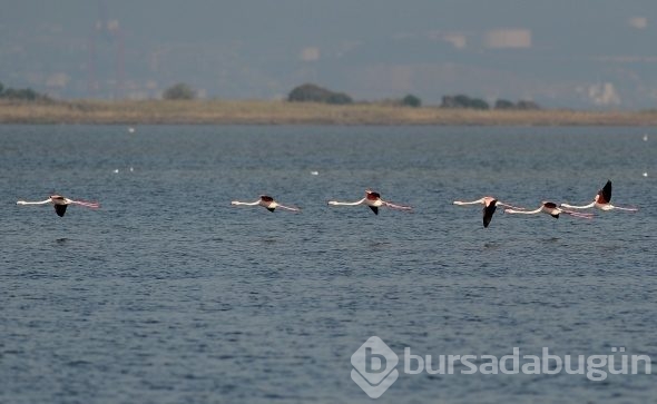 Flamingolar Türkiye'yi sevdi