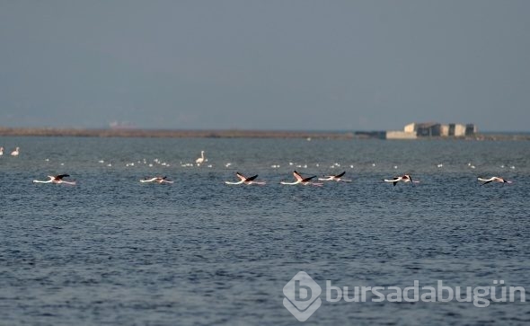 Flamingolar Türkiye'yi sevdi