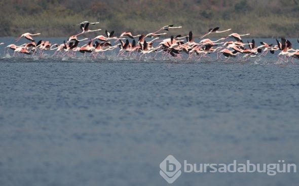 Flamingolar Türkiye'yi sevdi