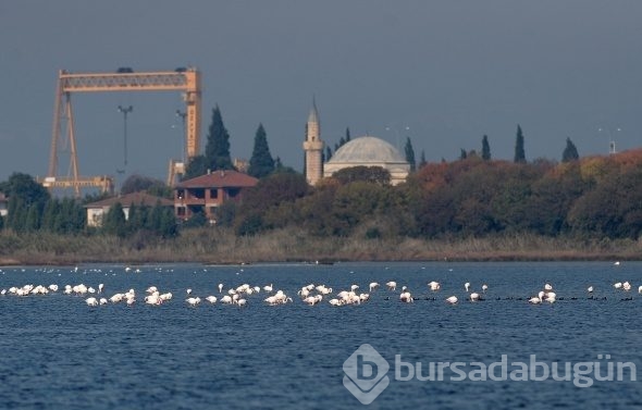 Flamingolar Türkiye'yi sevdi