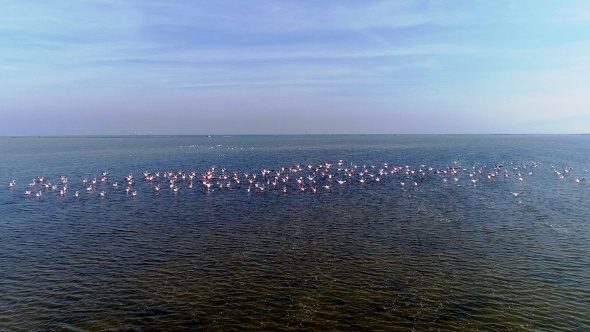 Flamingolar Türkiye'yi sevdi