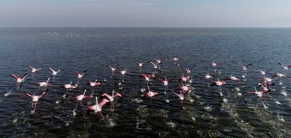 Flamingolar Türkiye'yi sevdi