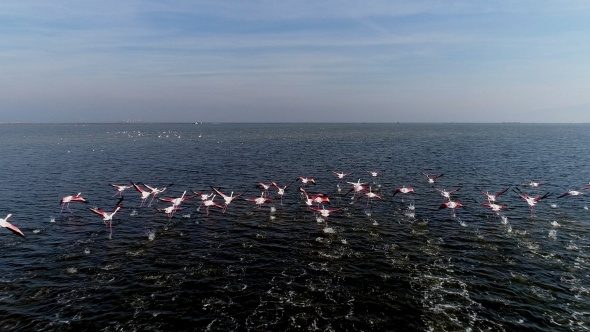 Flamingolar Türkiye'yi sevdi