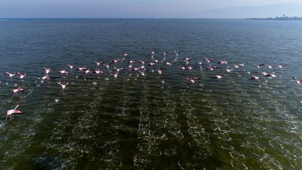 Flamingolar Türkiye'yi sevdi