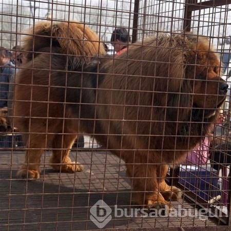 Sahibinin neredeyse 2 katı! İşte dev köpekler