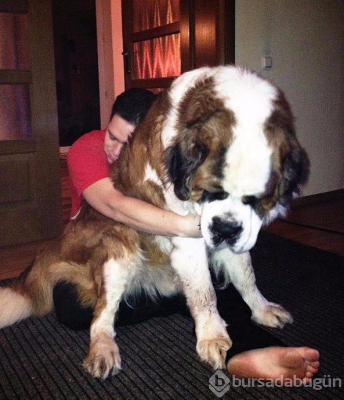 Sahibinin neredeyse 2 katı! İşte dev köpekler