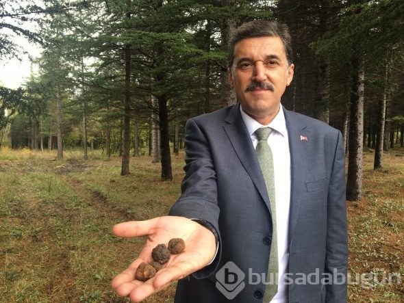 Dünyanın en pahalı mantarı böyle toplanıyor
