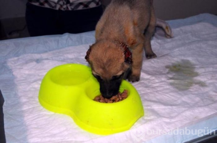 Yavru köpeği, kulaklarını kesip, araziye attılar