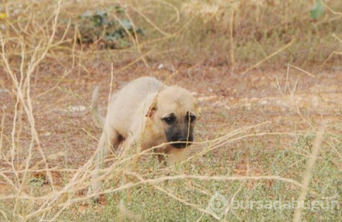 Yavru köpeği, kulaklarını kesip, araziye attılar