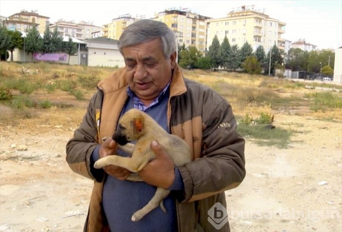 Yavru köpeği, kulaklarını kesip, araziye attılar