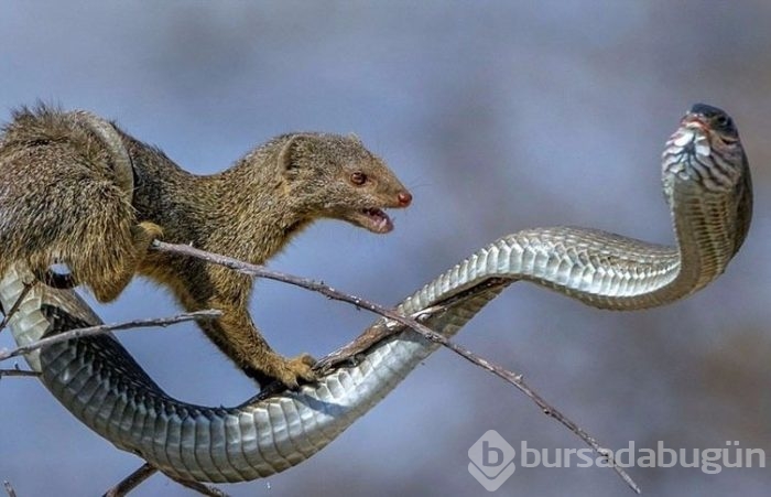 Avcıların av olduğu anlar!