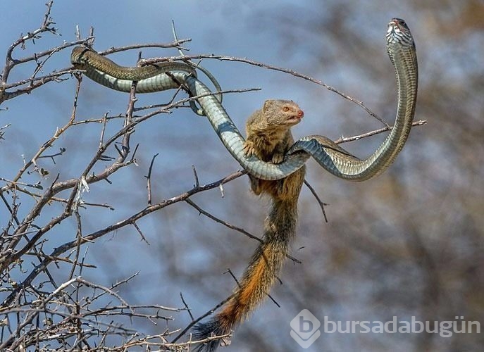 Avcıların av olduğu anlar!