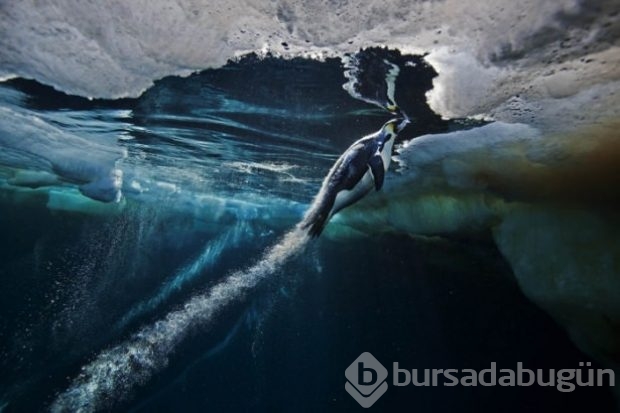 En iyi yabani hayat fotoğrafları