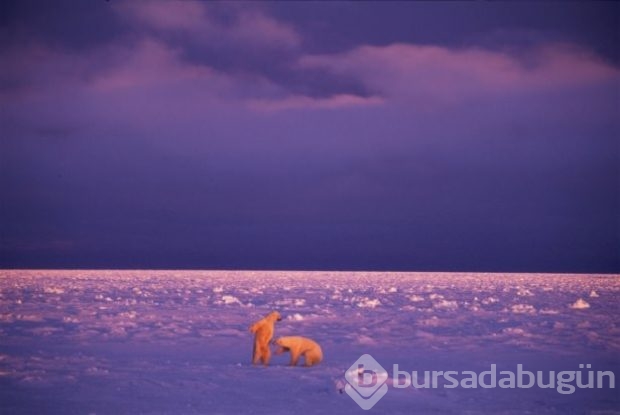 En iyi yabani hayat fotoğrafları