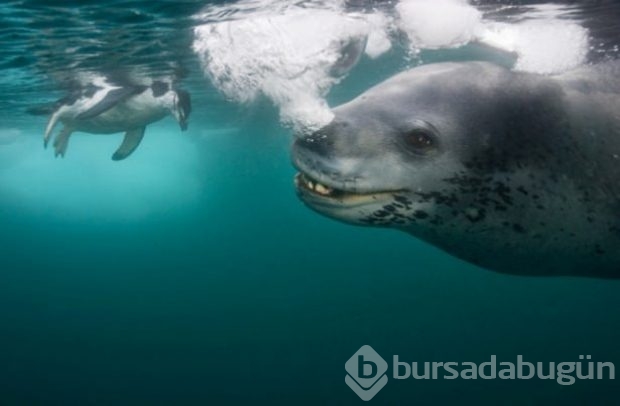 En iyi yabani hayat fotoğrafları