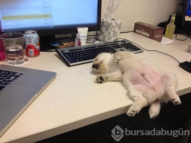 İşte sosyal medyanın en sevimli köpekleri