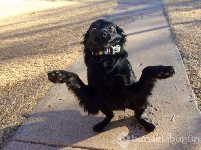 İşte sosyal medyanın en sevimli köpekleri