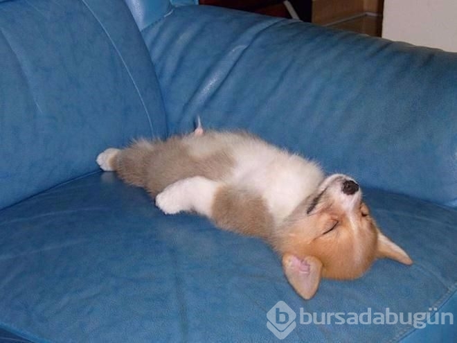 İşte sosyal medyanın en sevimli köpekleri