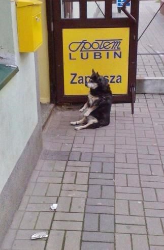 İşte sosyal medyanın en sevimli köpekleri