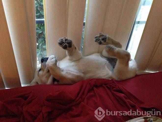 İşte sosyal medyanın en sevimli köpekleri