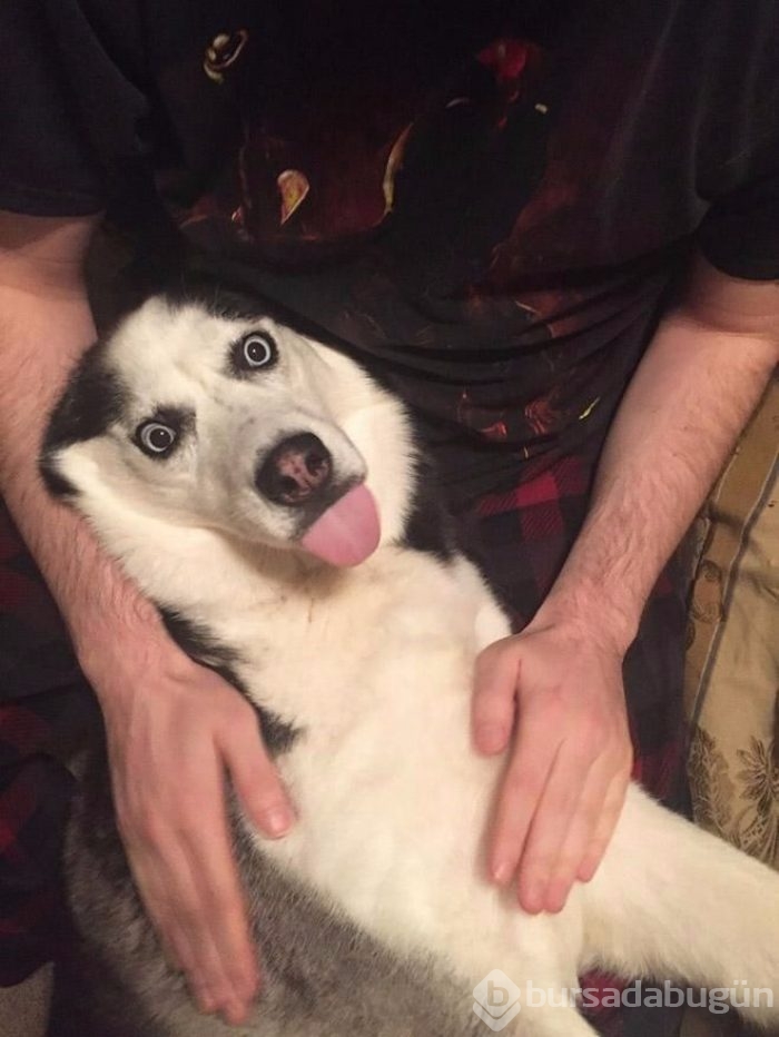 İşte sosyal medyanın en sevimli köpekleri