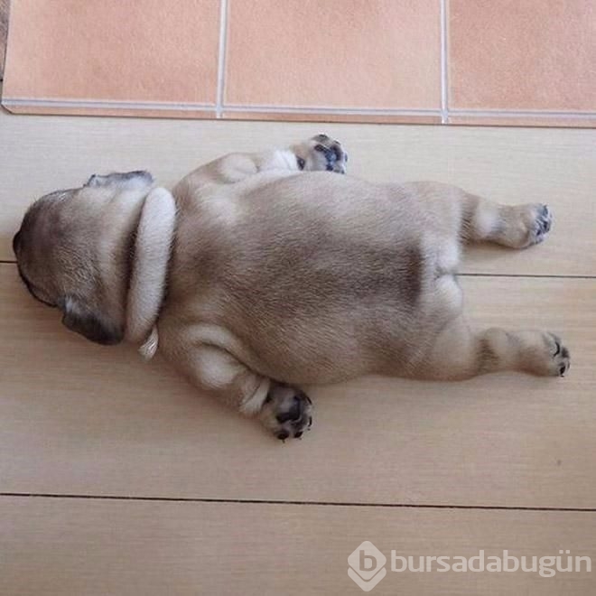 İşte sosyal medyanın en sevimli köpekleri