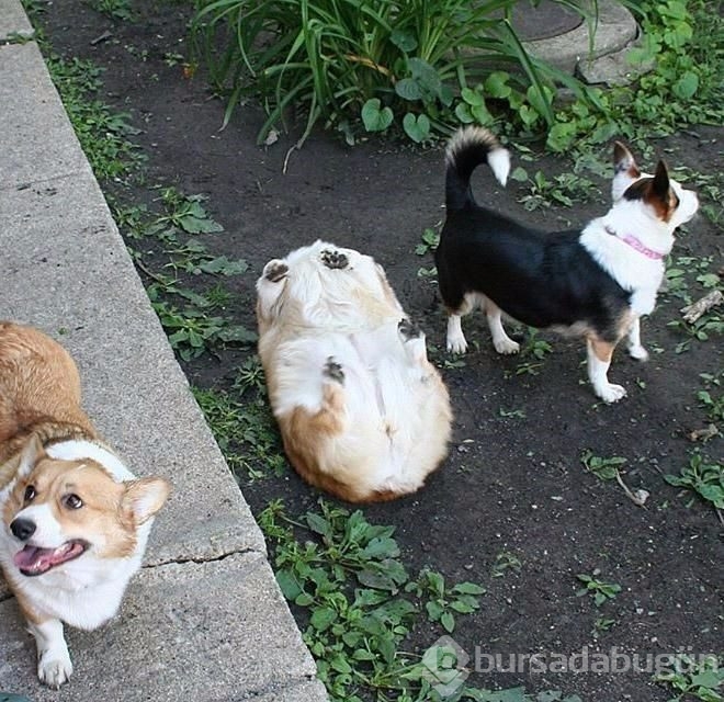 İşte sosyal medyanın en sevimli köpekleri