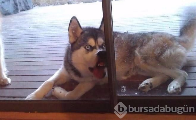 İşte sosyal medyanın en sevimli köpekleri