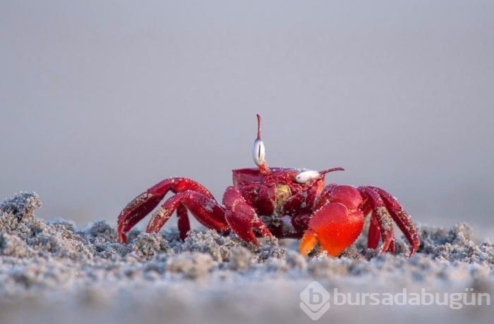 Dünyanın en komik vahşi yaşam fotoğrafları