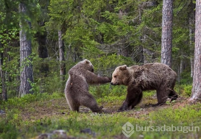 Dünyanın en komik vahşi yaşam fotoğrafları