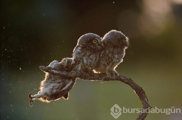 Dünyanın en komik vahşi yaşam fotoğrafları