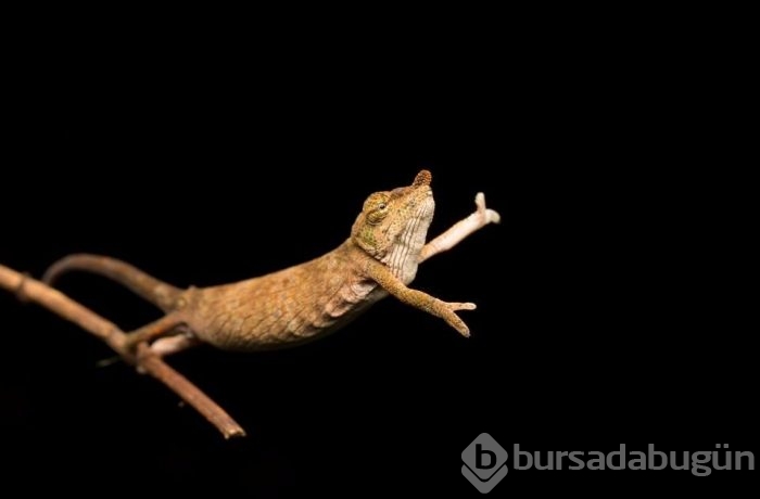 Dünyanın en komik vahşi yaşam fotoğrafları
