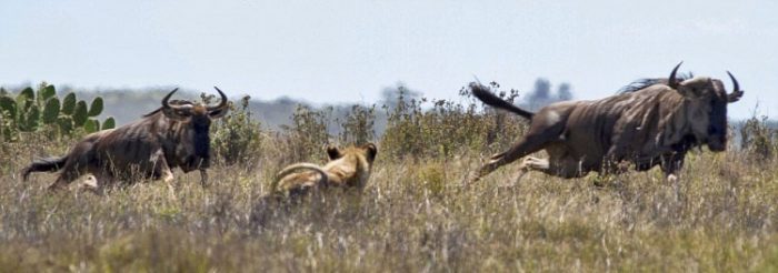 Antilobun akıl dolu planı