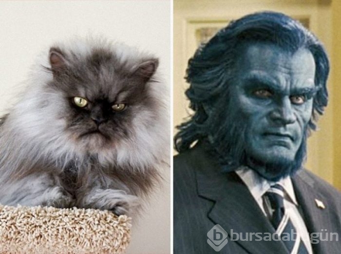 Kediler ve film karakterlerinin benzerlikleri